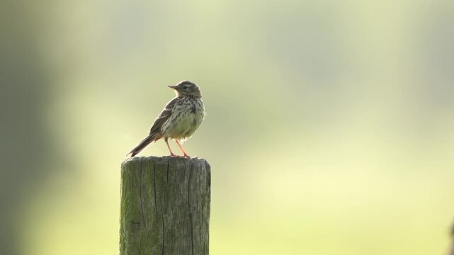 An adult meadow pipit (Anthus pratensis) inspecting its surroundings and flying away