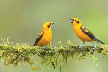 Obraz premium Golden tanager, Tangara arthus, Ecuador