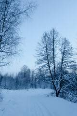 Obraz premium snow covered trees