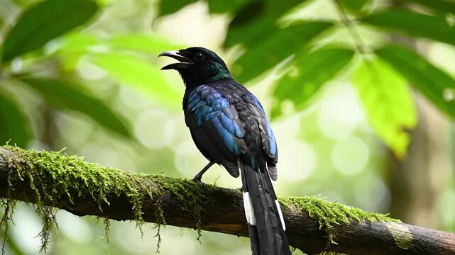 A vibrant black murai batu bird with iridescent blue plumage perched and vocalizing on a moss-covered branch in a lush green forest habitat