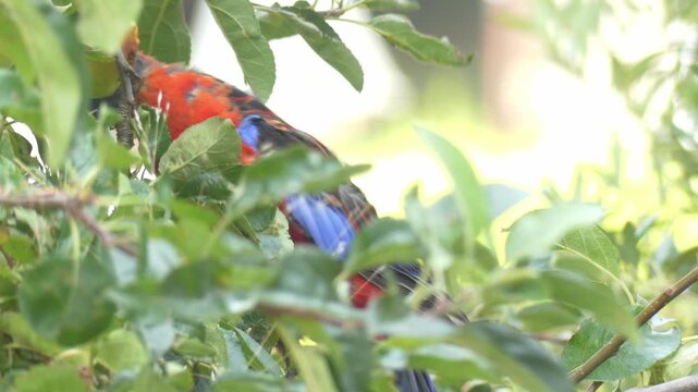 Australian Crimson Rosella eating an apple in a tree swaying in the wind
