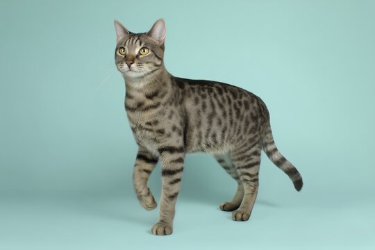 Spotted tabby American Polydactyl cat standing on blue studio background