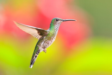 Fototapeta premium White necked jacobin, Florisuga mellivora, Ecuador