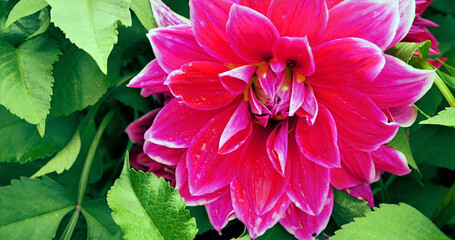Bright pink flower blooms among green leaves in a garden during the day