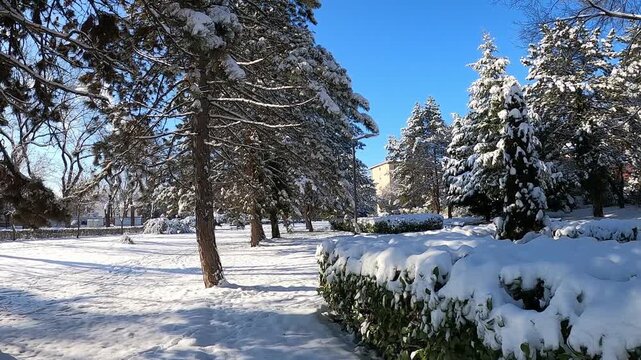 a beautiful, frosty winter landscape in a quiet city square. The ground and evergreen trees like spruces and pines are heavily covered in fresh white snow