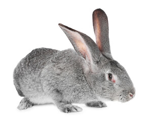 Obraz premium Cute fluffy Easter bunny isolated on white