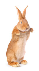 Obraz premium Cute fluffy Easter bunny isolated on white