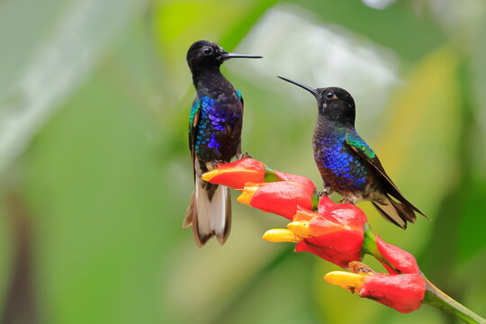 Velvet-purple Coronet, Boissonneaua jardini, Ecuador