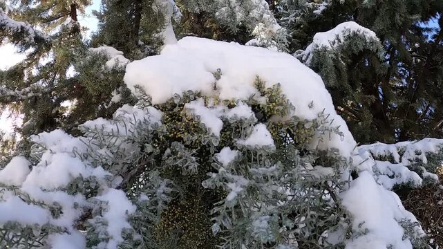 branches of a coniferous plant covered with snow against a blue sky