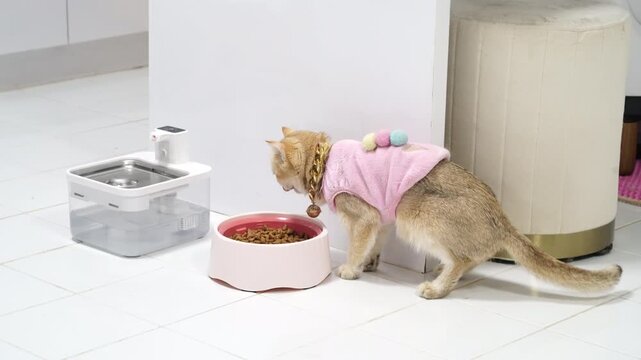 Playful Cat in Pink Vest with Colorful Pom Poms Enjoys Pet Food from Bowl in Modern Kitchen, Creating Cozy Atmosphere for Pet Care and Comfort