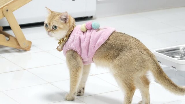 Playful and Cute Cat in Pink Vest with Colorful Pom Poms, Showcasing Fashionable Look Indoors on Clean Tiled Floor, Exuding Charm and Personality in Every Step
