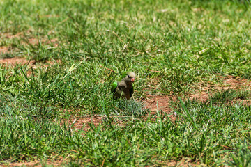 Fototapeta premium bird in the grass