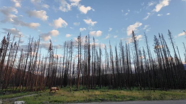 Bull elk during the rut