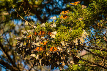 Monarch Butterfly Migration Cluster in Santa Cruz, California