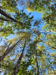 Obraz premium trees and sky