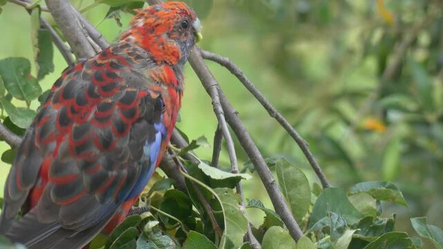 Australian Crimson Rosella eating an apple in a tree swaying in the wind