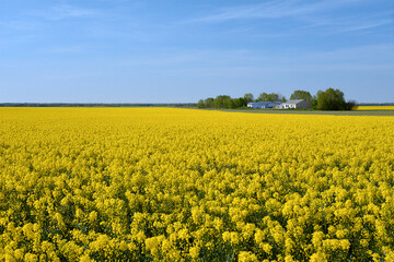 Fototapeta premium Vast yellow canola field under clear blue sky near countryside house
