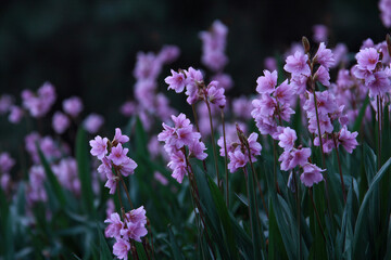 Obraz premium Pink flowers in bloom with lush greenery in background
