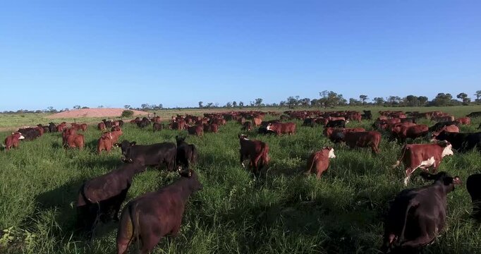 Cows cattle grazing on green pasture, aerial view