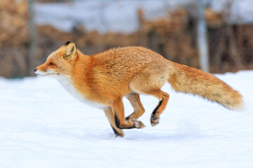 Fototapeta premium 走るキタキツネ