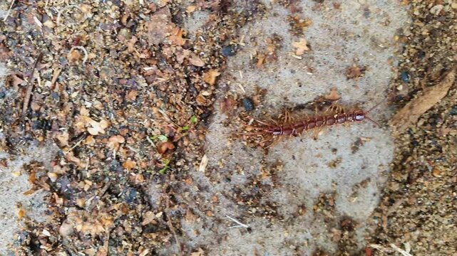 Brown centipede, a myriapod from the lithobiomorpha order, crawling across a patch of white material and into the dirt and sand, showing its many legs and antennae in motion