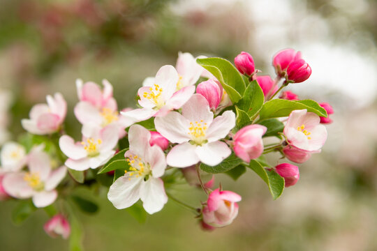 A blossoming branch of an apple tree close-up against the background of greenery. Large apple flowers