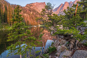Dream Lake Limber Pines