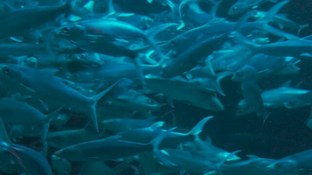 Underwater scene with school of silver fish swimming in sea, 4k