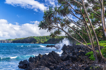 Hala Trees on Ke'Anae Point