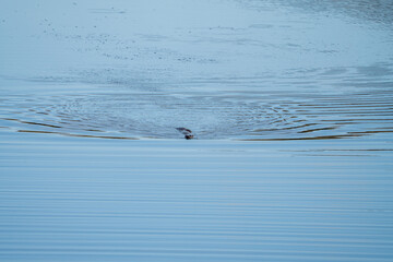 Fototapeta premium European otter (Lutra lutra) photographed in Spain