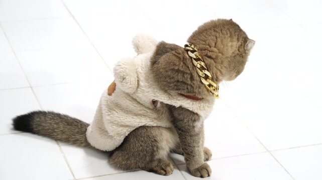 Playful Feline in Fluffy Teddy Bear Costume with Gold Chain, Showcasing Stylish Charm on Tiled Floor, Perfect for Pet Lovers and Animal Enthusiasts