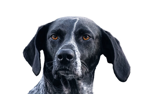 Pointer mix dog head portrait on clean background with focused gaze, natural markings, and calm alert expression