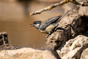 Great tit (Parus major) photographed in Spain © AngelEnrique