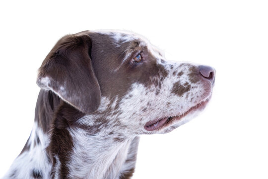 Leopard Labrador head portrait isolated on clean background with spotted coat pattern and calm attentive side gaze