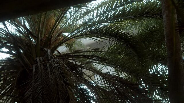 Small squirrel on palm tree branches in tropical urban area, wildlife in city, rodent silhouette among palm fronds.