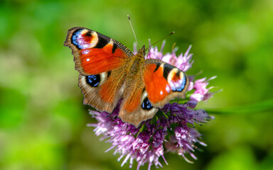 Peacock Butterfly collects nectar from flowers  © licvin
