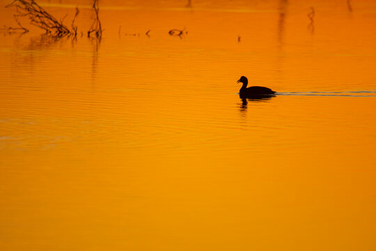Common coot in serene sunset at Donana marshes