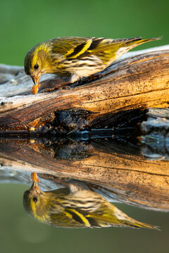 Eurasian siskin feeding by the water's edge