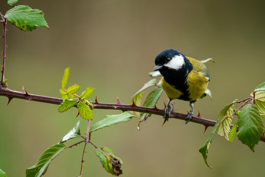 Great tit perched on a branch in natural habitat