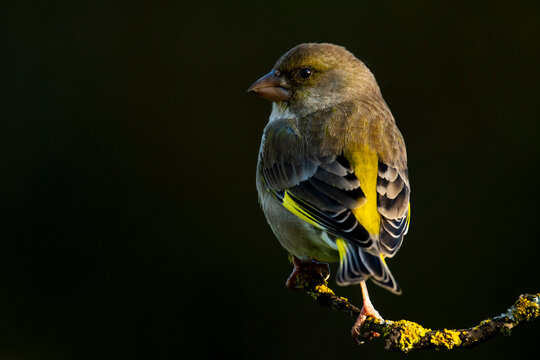 European greenfinch perched on a lichen-covered branch