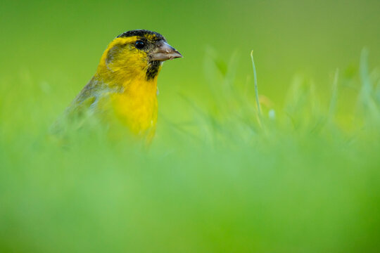 Eurasian siskin in vibrant green grass habitat