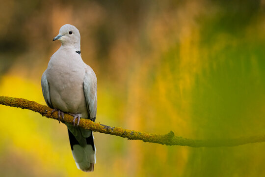 Eurasian collared dove perched on mossy branch