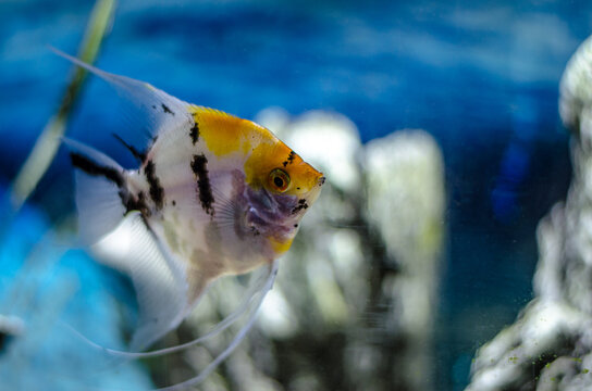 Vibrant angelfish swimming in a clear aquarium