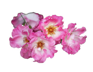 Vibrant Pink Roses in Summer Blossom. rose american pillar on Transparent Background. PNG Transparent	