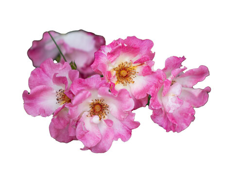 Vibrant Pink Roses in Summer Blossom. rose american pillar on Transparent Background. PNG Transparent	