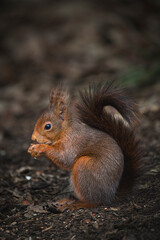Obraz premium European red squirrel (Sciurus vulgaris) in a natural deciduous forest habitat. The squirrel is seen foraging, climbing tree trunks, and moving across moss-covered logs and leaf litter.