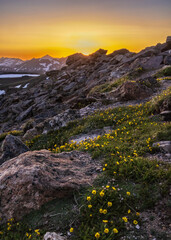 Alpine Avens Golden Sunset