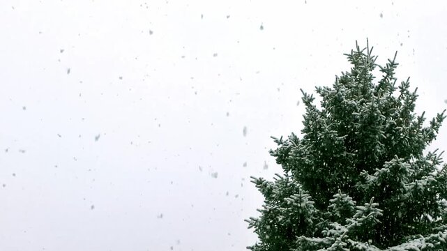 Tannenbaum im wilden Schneegest&ouml;ber mit dicken Schneeflocken, winterliche Stimmung, Natur, Jahreszeit, Niederschlag, Wetter, Meteorologie, Schneekristalle, kalt, Frost