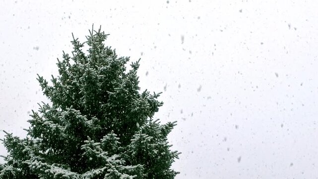Tannenbaum im wilden Schneegest&ouml;ber mit dicken Schneeflocken, winterliche Stimmung, Natur, Jahreszeit, Niederschlag, Wetter, Meteorologie, Schneekristalle, kalt, Frost