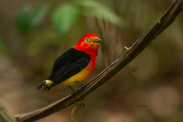 Obraz premium Band-tailed Manakin (Pipra fasciicauda)